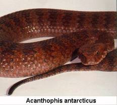 ACHANTOPHIS ANTARCTICUS