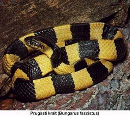 PRUGASTI  KRAIT