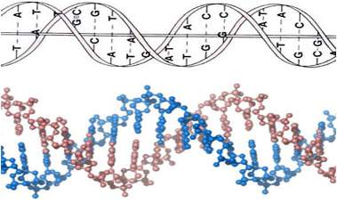 DNK molekul