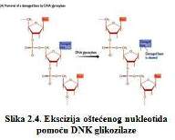 Ekscizija oštecenog nukleotida pomocu DNK glikozilaze