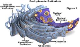 Endoplazmin retikulum 