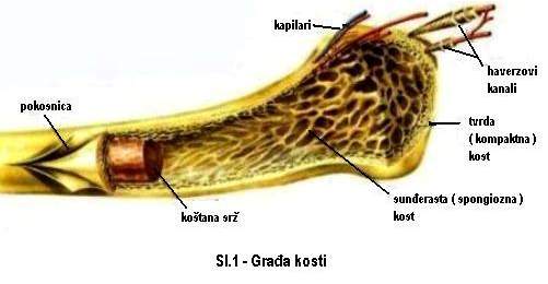 Gradja kosti