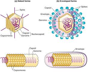 Papillomavirus o que e, ¿Qué es el papiloma humano? papillomavirus et grossesse cancer