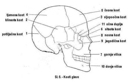 Kosti glave