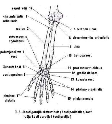 Kosti gornjih ekstremiteta