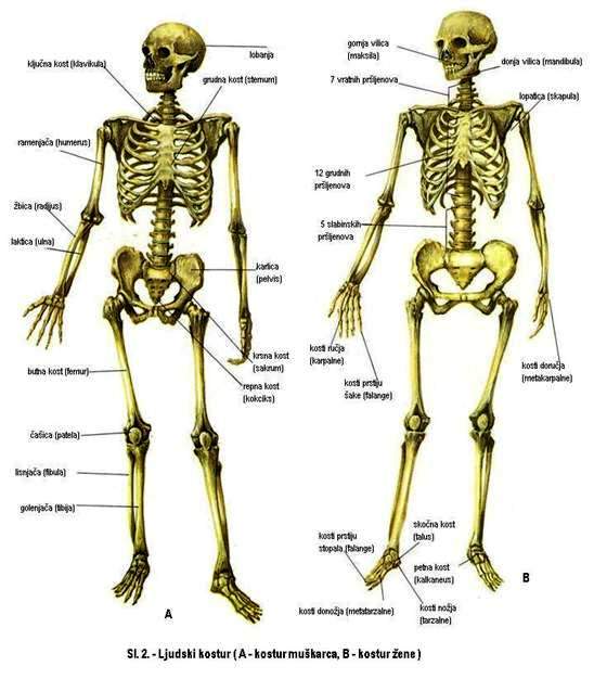 Ljudski kostur