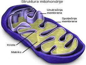 Mitohondrije 