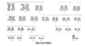 Muški hromozomi