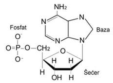 Nukleotid