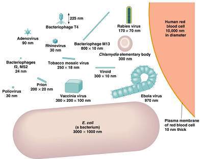 Odnos velicina cestica virusa i bakterijske 