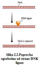 Popravka ogrebotine od strane DNK ligaze