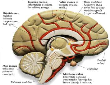 Presjek mozga