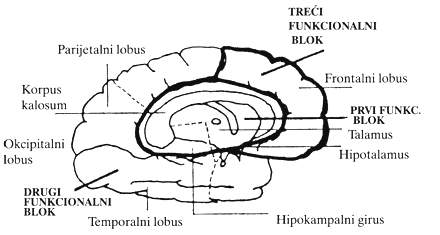 Prikaz funkcionalnih blokova u mozgu