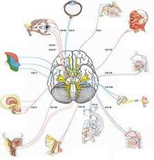 Prikaz mozga i moždanih nerava