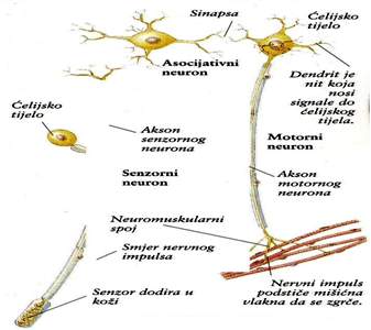 Prikaz neurona