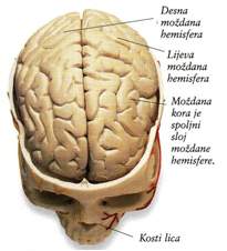 Prikaz pojele desne i lijeve hemisvere mozga