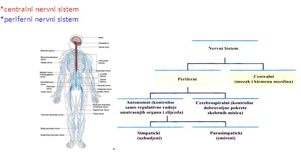 Slikovni prikaz i šema nervnog sistema