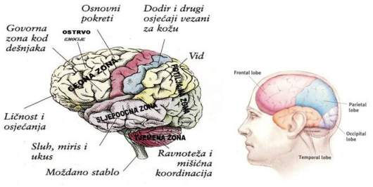 Zone hemisvera mozga