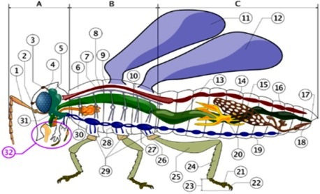 Anatomija insekta