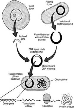 Šematski prikaz procesa genetickog inžinjeringa