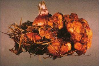 “Crown-gall” bolest na lukovicama vrste Gladiolus sp.