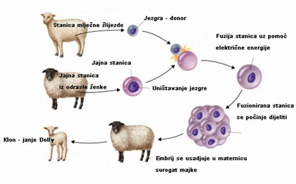 Postupak kloniranja ovce Dolly