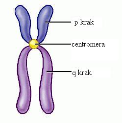 Slika kromosoma