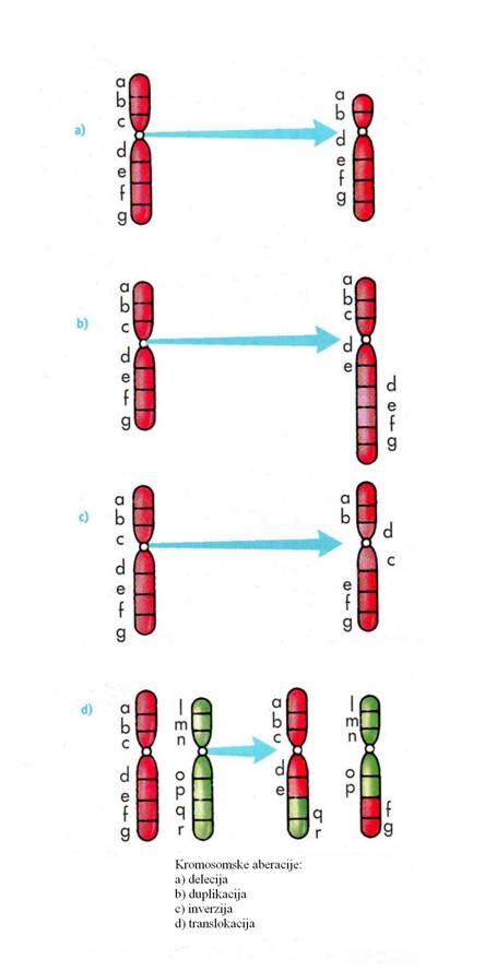 Kromosomske aberacije
