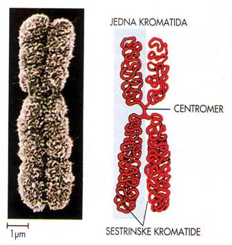 Slike kromosoma