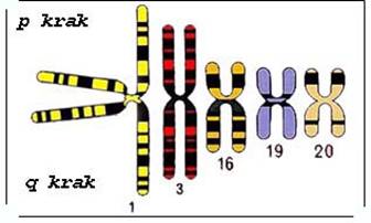 Slika metacentricnog kromosoma