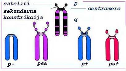 Slika akrocentricnog kromosoma