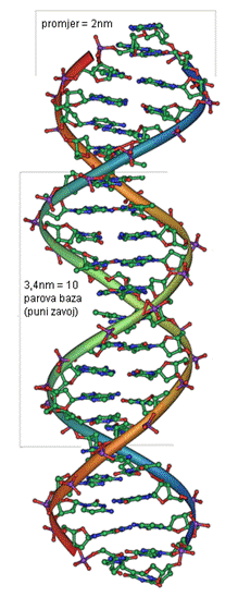 DNK – slika i velicina