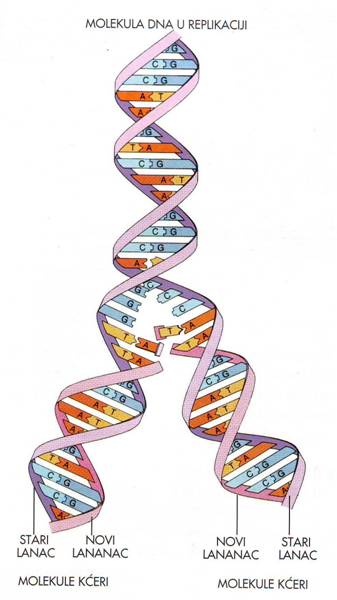 Molekul DNA u replikaciji