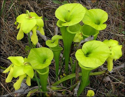 Vrsta Sarracenia flava