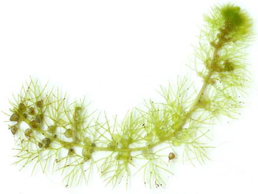 Vrsta Utricularia vulgaris