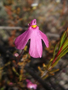 Vrsta Polypompholyx multifida