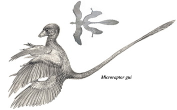 Microraptora