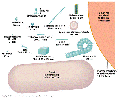 Odnos velicina cestica virusa i bakterijske odnosno ljudske celije 