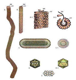 Osnovni oblici i grada biljnih virusa