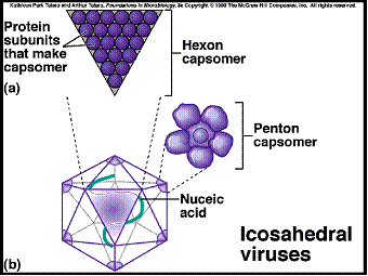 Kubicna simetrija virusne cestice