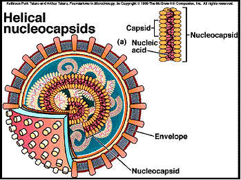 Spiralna simetrija virusne cestice