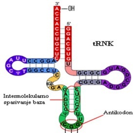 Transportne RNK