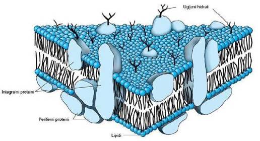Struktura celijske membrane
