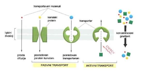 Tipovi transporta kroz membranu