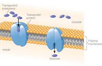 Olakšana difuzija glukoze kroz celijsku membranu