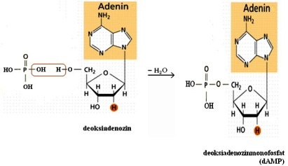 deoksiadenozinmonofosfat