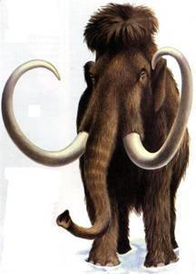 Vunasti mamut