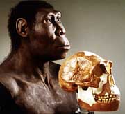 Australopithecinae