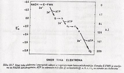 Semer toka elektrona