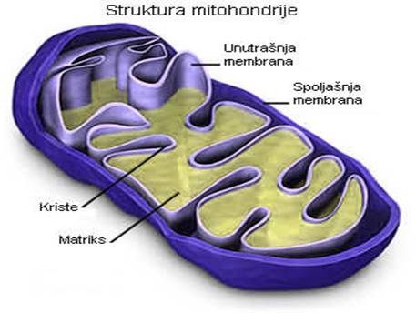 Mitohondrije